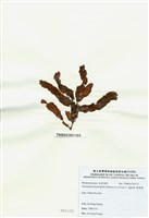 藏品(脈膜藻)的圖片